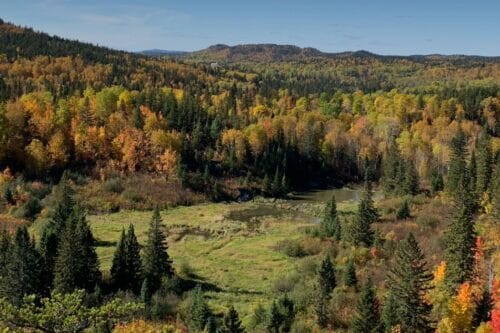 Biodiversité végétale