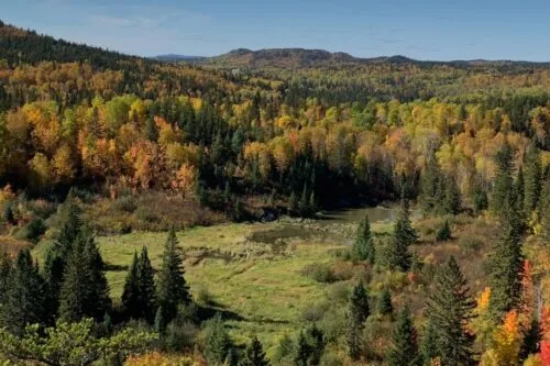 Biodiversité végétale