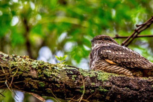 Biodiversité faunique